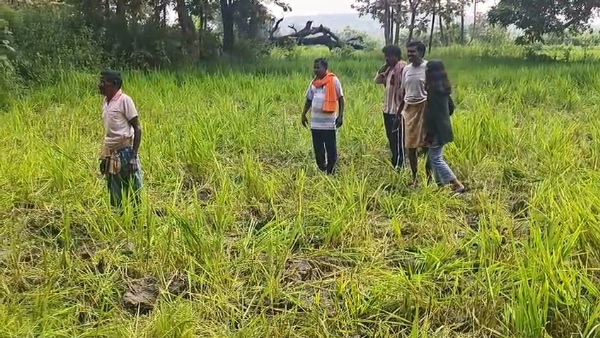 Ghatamal gramare hati upadrab Ghatamal gramare hati upadrab