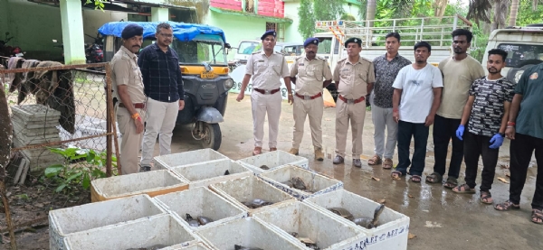 ଅଟୋ-ରିକ୍ସାରେ ପରିବହନ ହେଉଥିବା ୧୫୫ ଟିକଇଁଛ ଜବତ ଅଟୋ-ରିକ୍ସାରେ ପରିବହନ ହେଉଥିବା ୧୫୫ ଟିକଇଁଛ ଜବତ