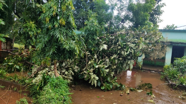ସ୍କୁଲ ପରିସରରେ ଗଛ ଉପୁଡ଼ି ବିଦ୍ୟୁତ ତାର ଛିଣ୍ଡିଲା ସ୍କୁଲ ପରିସରରେ ଗଛ ଉପୁଡ଼ି ବିଦ୍ୟୁତ ତାର ଛିଣ୍ଡିଲା