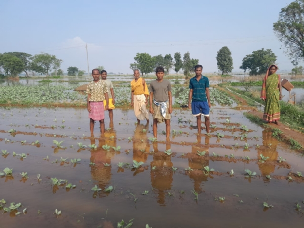 ହୀରାକୁଦ ପଛୁଆ ପାଣିରେ ୫୦ ଏକରରୁ ଊର୍ଦ୍ଧ୍ୱ ଫସଲ