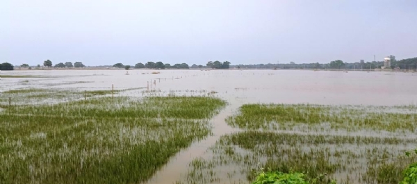 DHAMNAGAR BANYA STITI DHAMNAGAR BANYA STITI