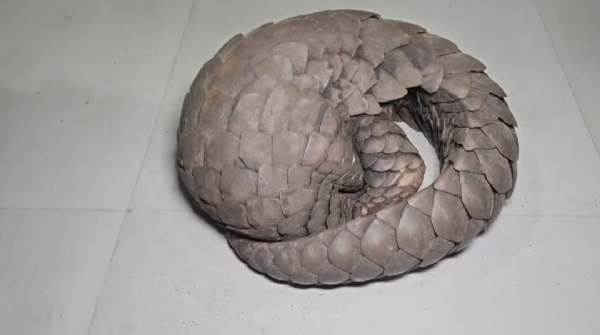 ବଜ୍ର କାପ୍ତା ଉଦ୍ଧାର